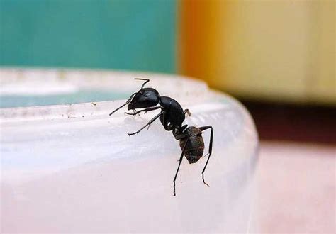 房間莫名有螞蟻 家裡有蜜蜂代表什麼